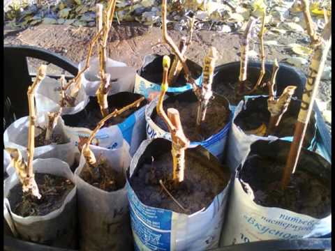 propagation by cuttings