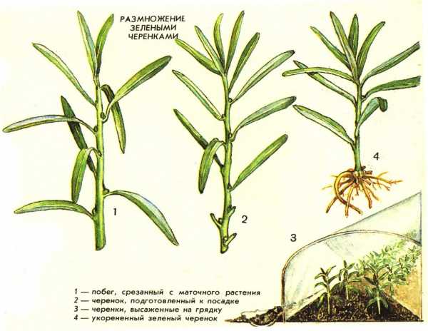 propagation by cuttings