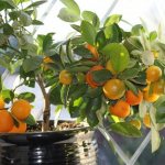 Reproduction of citrus crops in indoor conditions