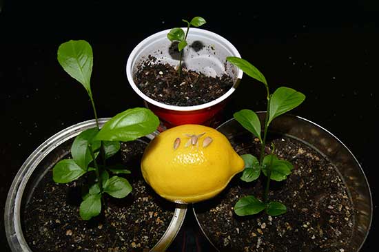 Reproduktion av citrusgrödor inomhus