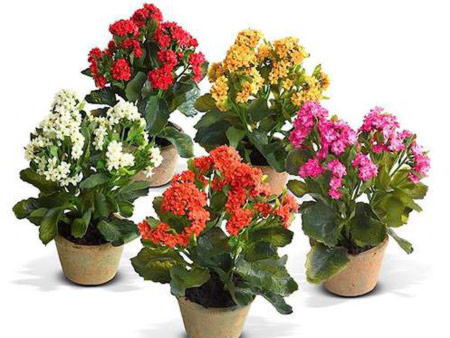 Reproduction of flowering Kalanchoe