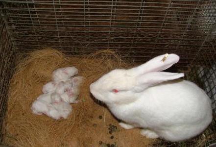 breeding domestic rabbits