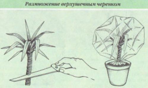 Propagation of dracaena by pieces of the trunk. Reproduction by tops