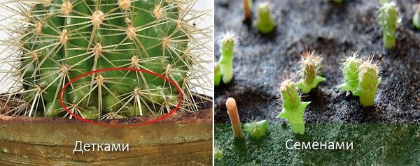 Fortpflanzung von Echinocactus