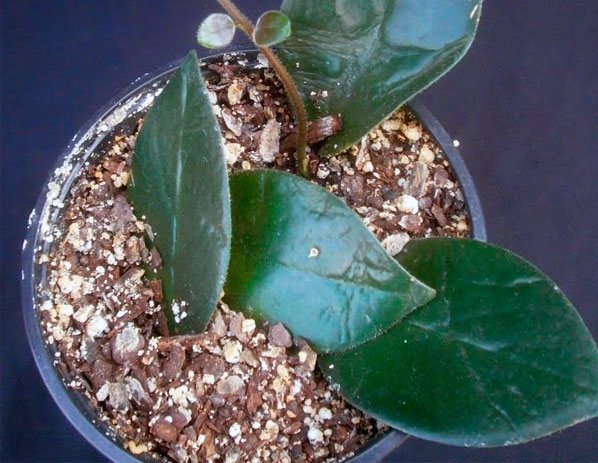 Размножаване на Aeschinanthus чрез листни плочи