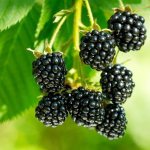 blackberry breeding