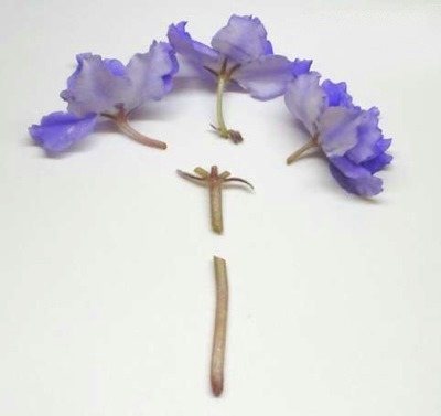 Reproduktion av violer av en peduncle