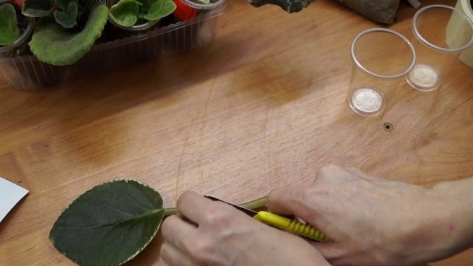 Reproduktion av violer med ett löv hemma steg för steg