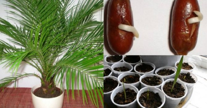 Propagation of a date palm by seeds