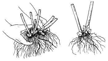 Reproduction of phlox paniculata