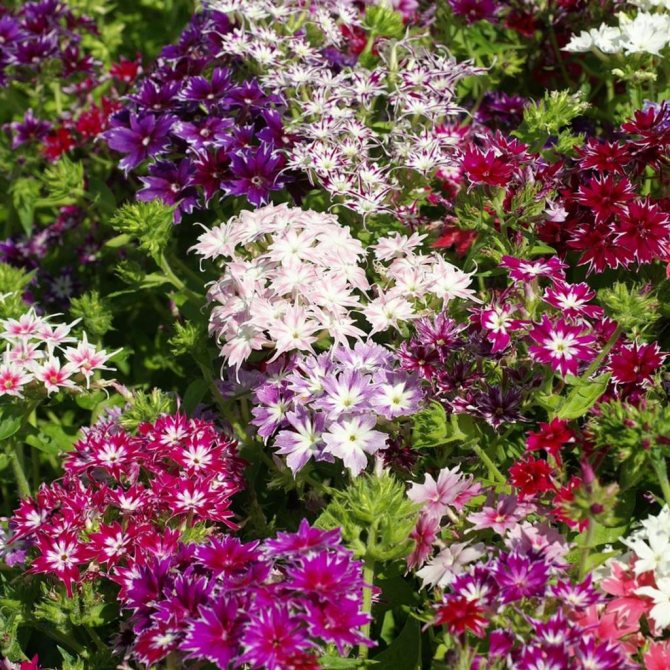 reproduction of phlox in autumn