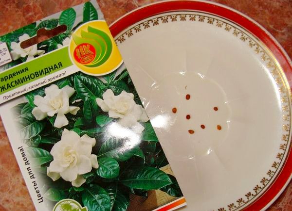 propagarea gardeniei prin semințe