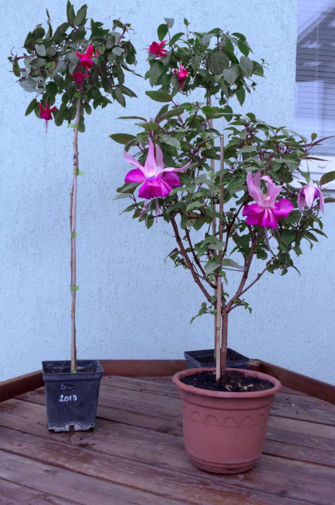 Reproduction of hibiscus - all ways