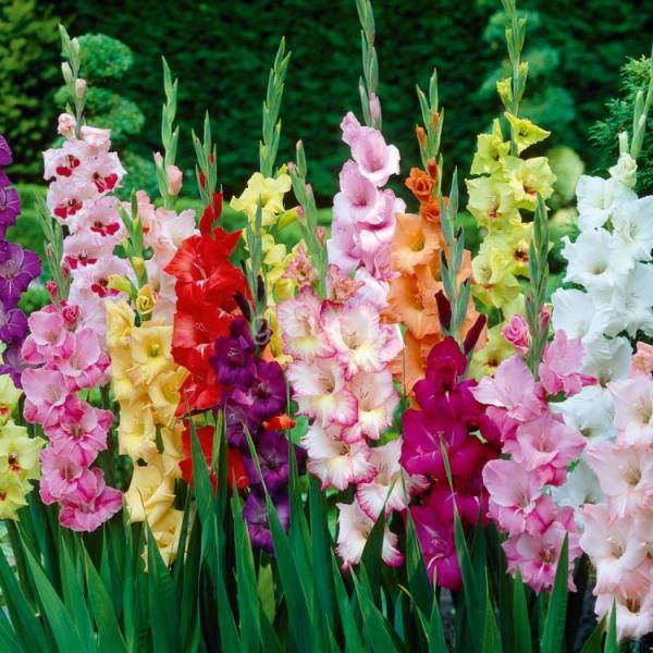 breeding gladiolus