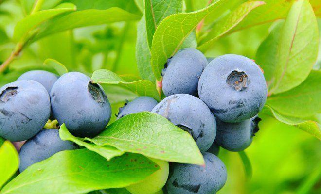 blueberry breeding