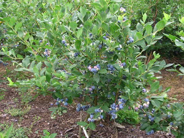 Penyebaran blueberry
