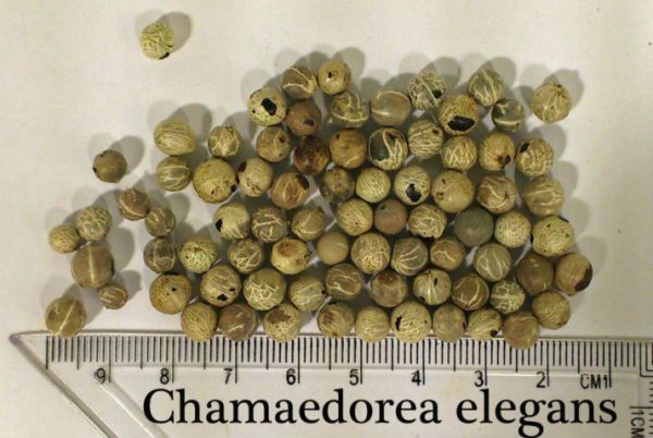 Reproduction of chamedorea by seeds