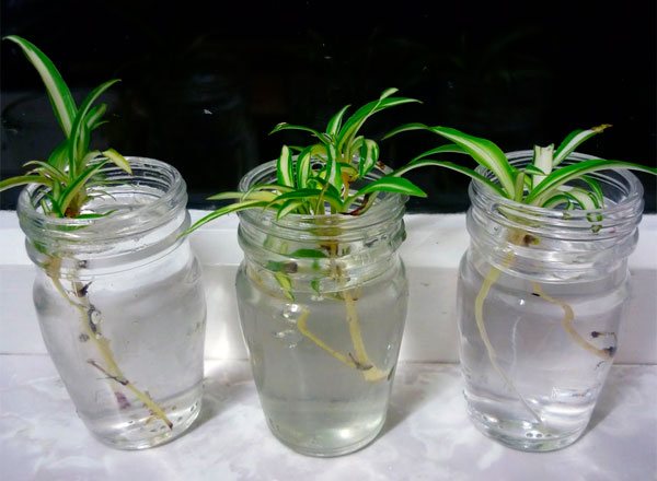 Reprodukce chlorophytu rozetami