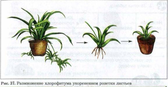 reproduction of chlorophytum