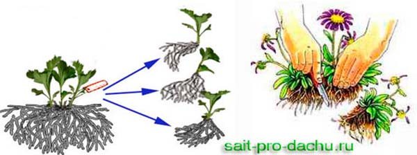 Reproduktion von Chrysanthemen durch Teilen des Busches