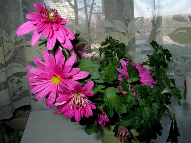 Reproduction of chrysanthemums in the fall at home in the spring