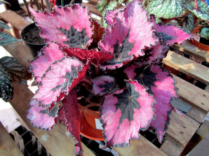 Reproduction and care of the royal begonia Rex