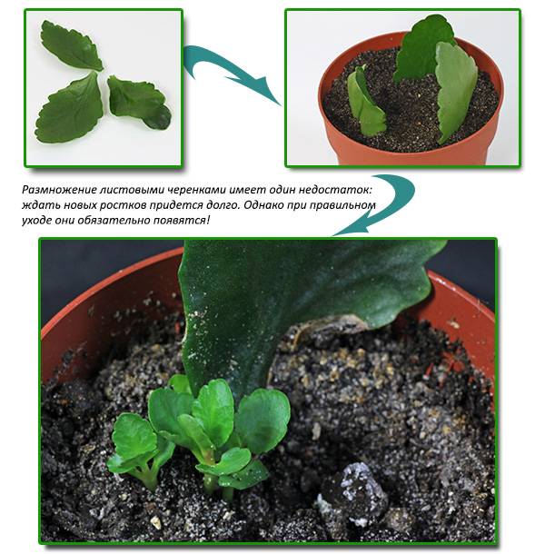 Reproduction of Kalanchoe leaf