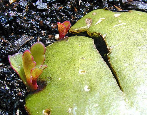 Reproduction of Kalanchoe with a sheet plate