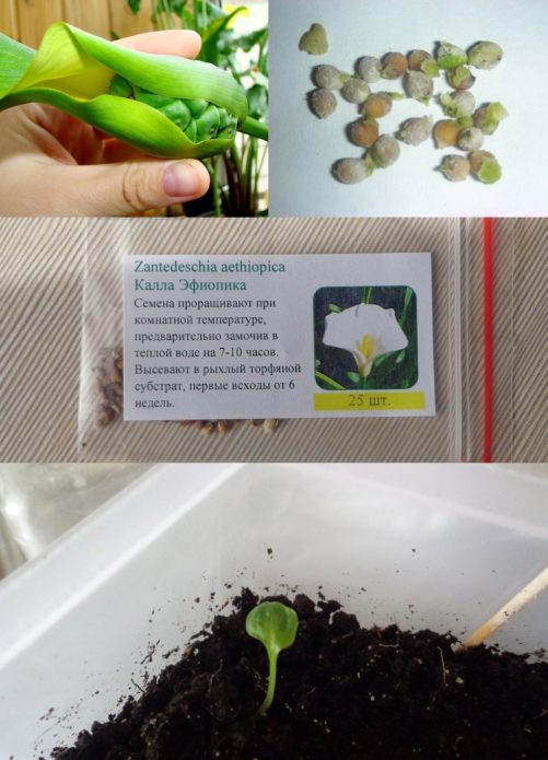 Calla lily propagation by seeds