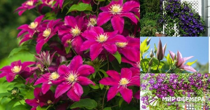 Reproduction of clematis