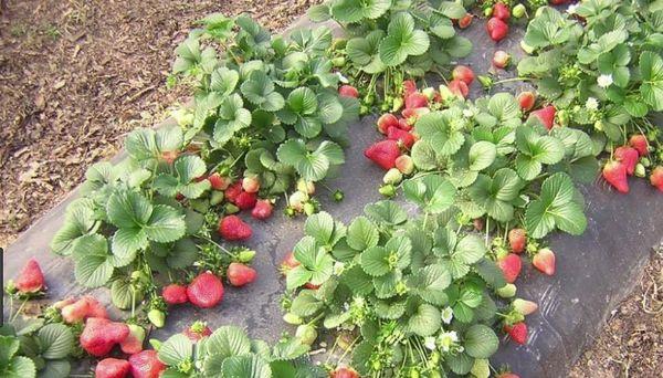 Размножаване на ягоди