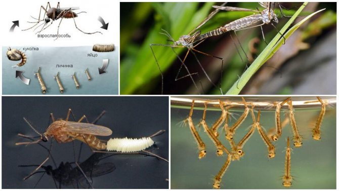 Размножаване на дългокракия комар