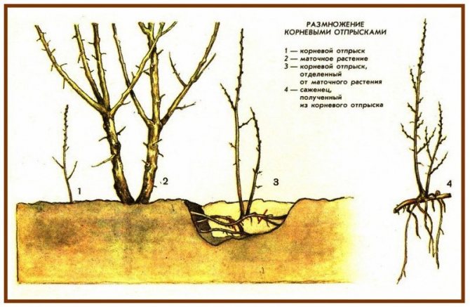 Размножаване чрез коренови смукатели