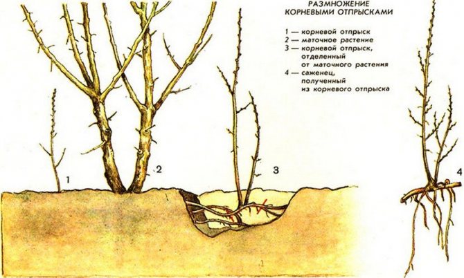 Reprodukce kořenovými pupeny