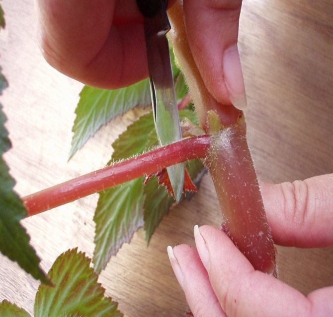 propagation of royal begonia by cuttings