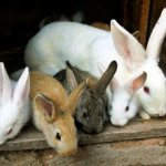 rabbit breeding