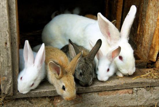 chov králíků