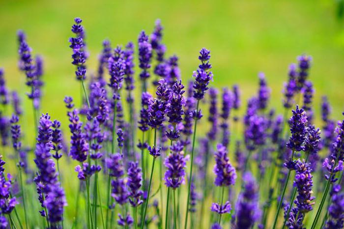 dumarami na lavender