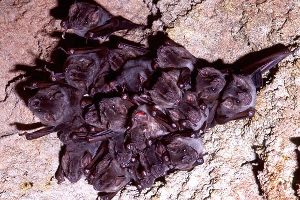 Breeding bats