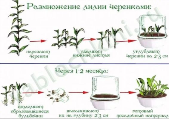 lily propagation by cuttings