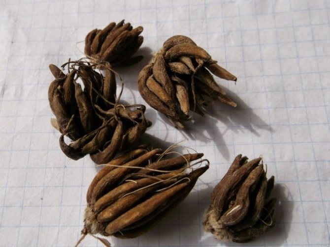 propagarea ranunculului prin semințe