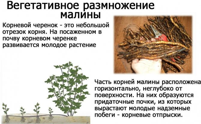 Penyebaran raspberi dengan keratan akar