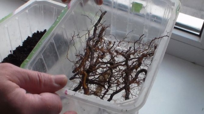 Penyebaran raspberi dengan keratan akar