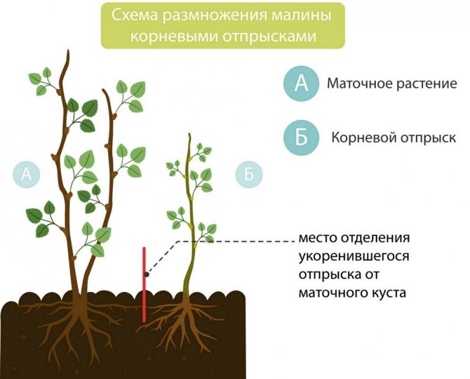 Reproducerea zmeurii de către fraierii de rădăcină