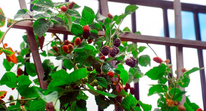 Reproduction of raspberries