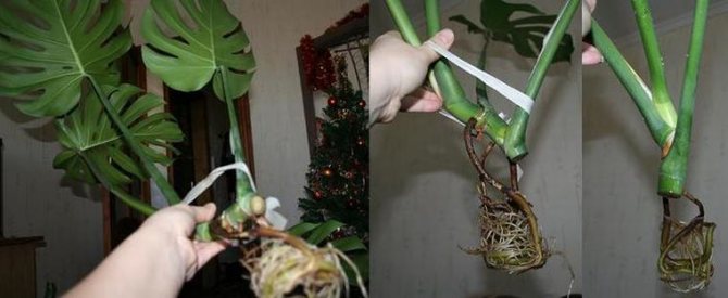 reproduction of monstera by aerial roots