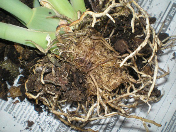 Reproduction of Miltonia orchid by dividing rhizomes
