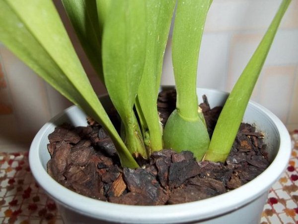 Propagation of Miltonia orchids by pseudobulbs