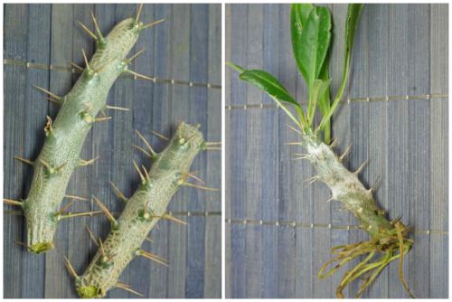 Propagation of the pachypodium by cuttings