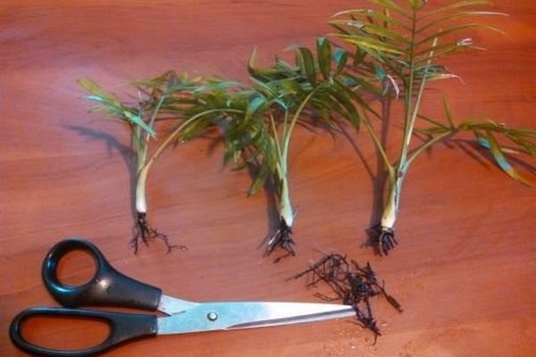 Propagation of palm by shoots